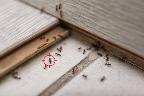 Best Flea Control Services  in Pulaski, TN